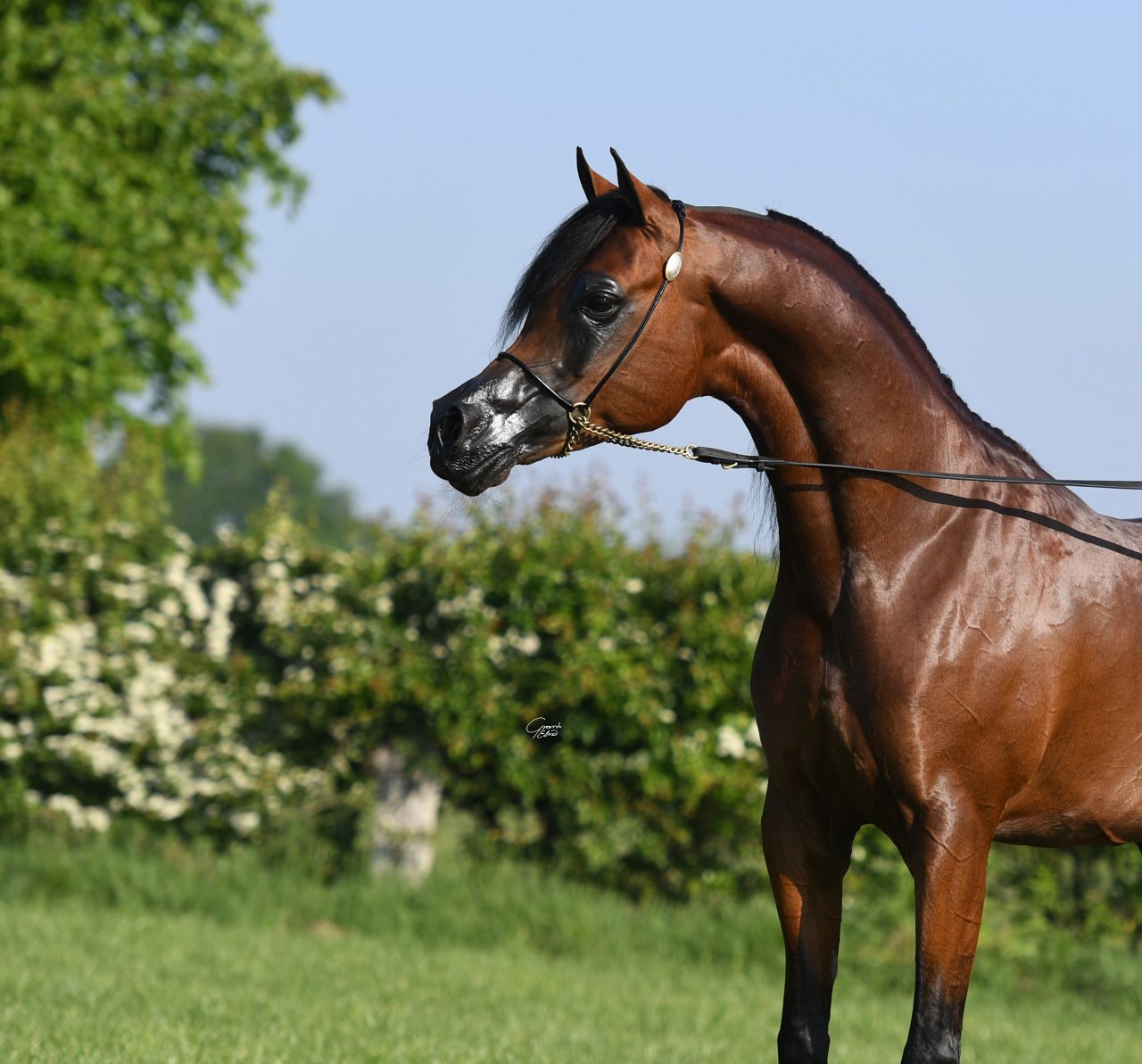 VDB Kanz'anova - VDB Arabians